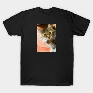 Look at those eyes cat T-Shirt